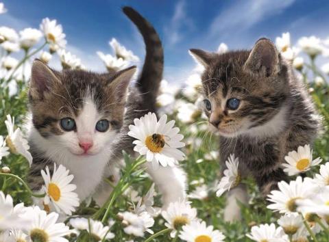 Cicusok és margaréták