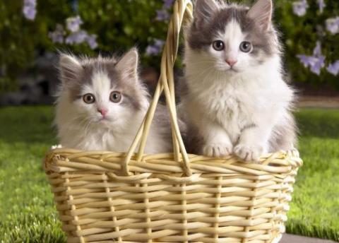 Indulhatunk bevásárolni