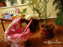 Úgyis fára akarok mászni!