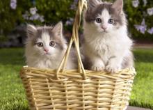 Indulhatunk bevásárolni