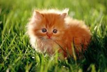 Ábrándos vöröske