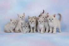 Ausztrál köd kölyök 3