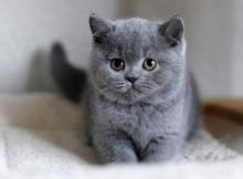 Brit rövidszőrű kölyök 1