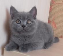 Brit rövidszőrű kölyök 3