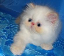 Himalája kölyök 3