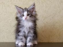 Norvég erdei kölyök 1