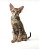 Devon Rex